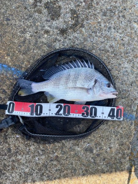 キビレ4、チヌ1