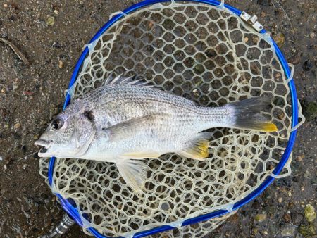 今年3枚目！(笑)