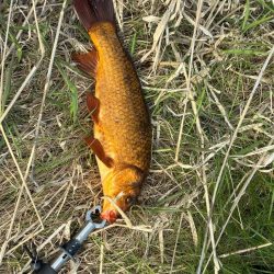 支流のコイ釣り