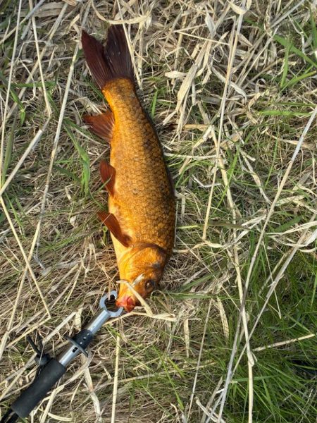 支流のコイ釣り