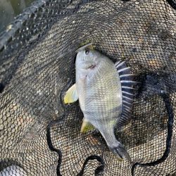 当たりは多いが