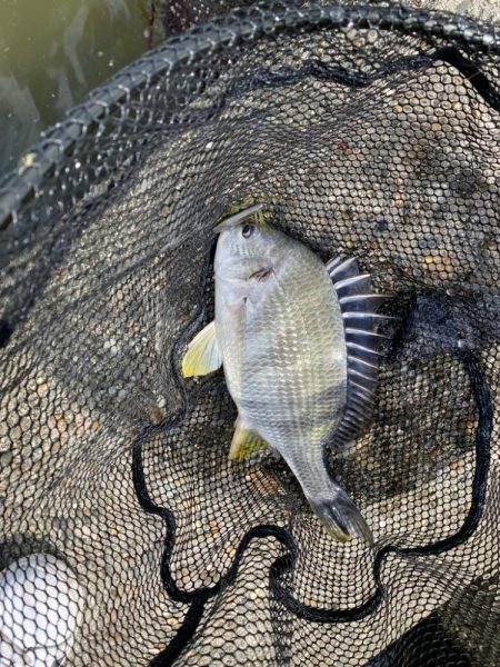 当たりは多いが