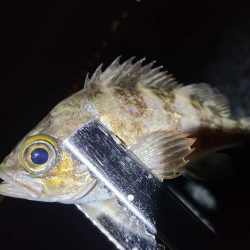 りんくうメバル釣り