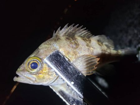 りんくうメバル釣り