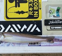 今回も地元のサーフで釣りました