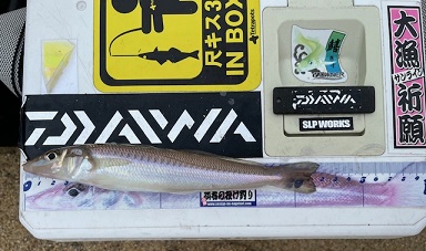 今回も地元のサーフで釣りました