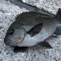 グレ本格的に釣れ始めてきた！