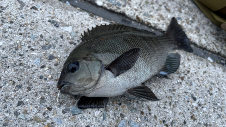 グレ本格的に釣れ始めてきた！