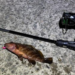 空「たか」ちゃんアジング大会