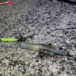 ヤリイカ終盤｜まだ釣れそうだけどラスト釣行！