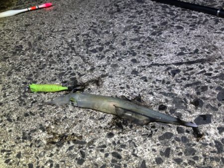 ヤリイカ終盤｜まだ釣れそうだけどラスト釣行！