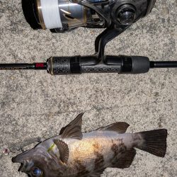 満月メバリング