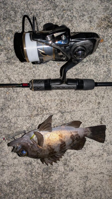 満月メバリング