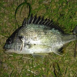 招かれざるお魚。