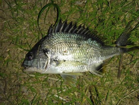 招かれざるお魚。