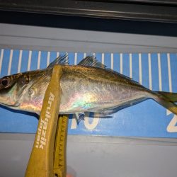 ヒラメとアジング