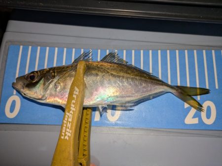 ヒラメとアジング