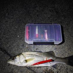 フッコ5匹(38～40cm)