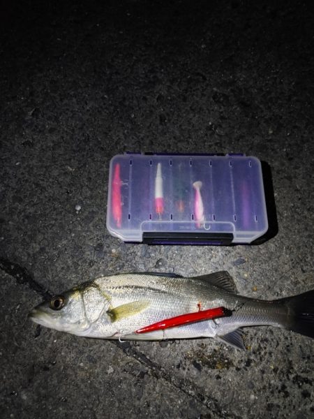 フッコ5匹(38～40cm)