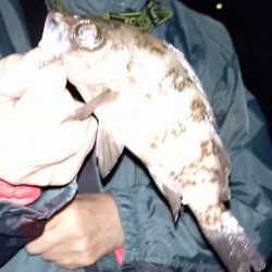 初めてのメバリング