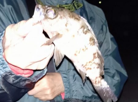 初めてのメバリング