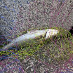 今年初シーバス