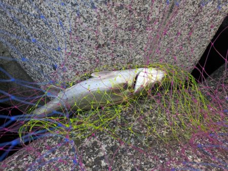 今年初シーバス