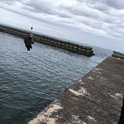 フグガシラフェスティバル！メバルは、、、