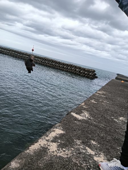 フグガシラフェスティバル！メバルは、、、