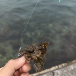 ガシラ鯵ハゼフグ