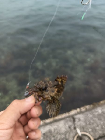 ガシラ鯵ハゼフグ