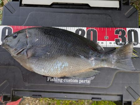 ショアジギングでまさかのグレ