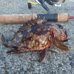 徳島ラスト釣行