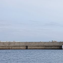 仮屋、サビキ釣り