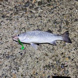 下げ止まり前が時合い。