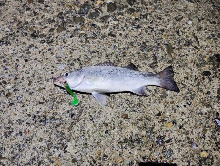 下げ止まり前が時合い。