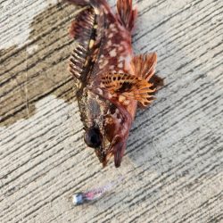 久しぶりの投稿