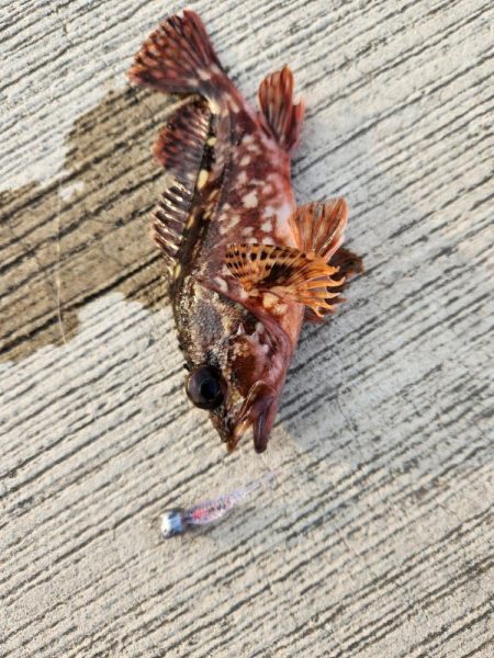 久しぶりの投稿