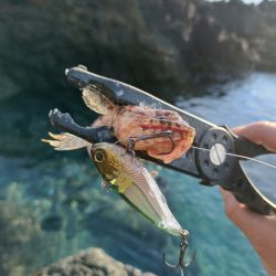 今回も渋い串本釣行