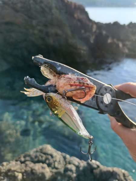 今回も渋い串本釣行