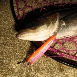 大阪市内シーバス釣行