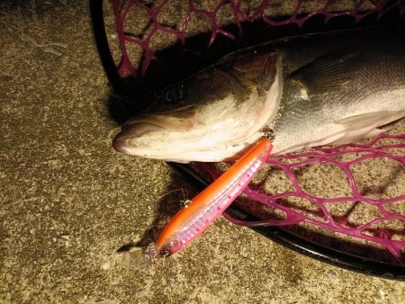 大阪市内シーバス釣行