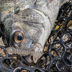 新作ワーム2種でチニング