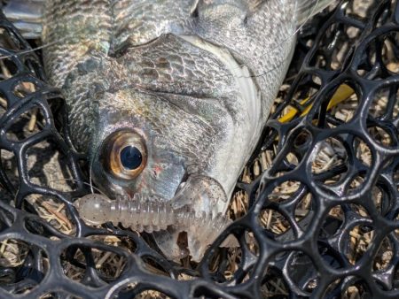 新作ワーム2種でチニング