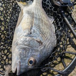 広島チニング Newフックセッティング炸裂!