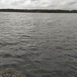 ミノーのジャーキングでマゴチをゲット！