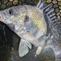 広島チニング！神フックセッティングでツツ抜け！