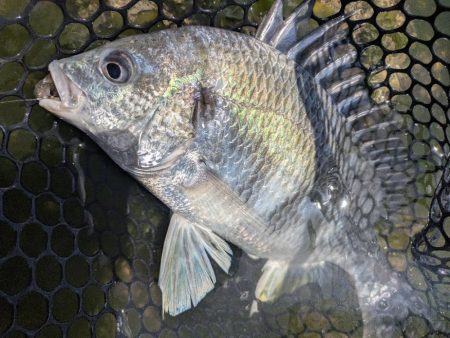 広島チニング！神フックセッティングでツツ抜け！