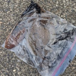 人混み様々キロ紋甲