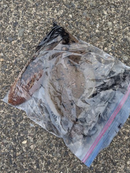 人混み様々キロ紋甲